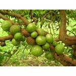 جابتيکابا (ميرياريا)